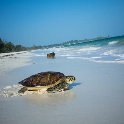 Dolphin And Snorkelling Tours In Watamu