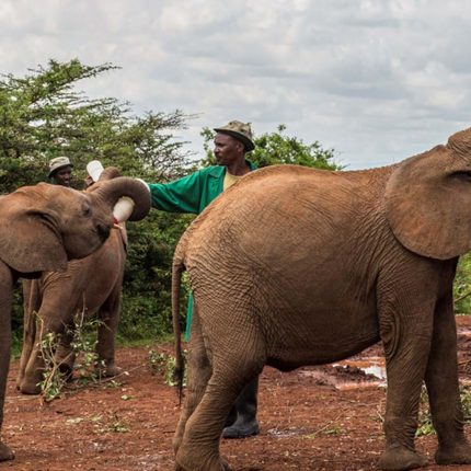 Day Tour To David Sheldrick Elephant Orphanage Trust & Giraffe Center