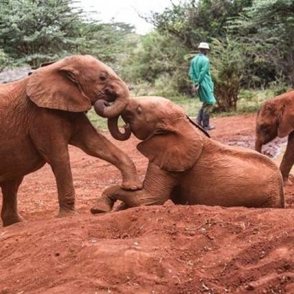 Day Tour To Giraffe Center, David Sheldrick Elephants Orphanage & Bomas of Kenya