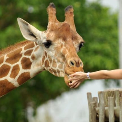 Day Tour To Giraffe Centre, Elephant Project & Nairobi National Park