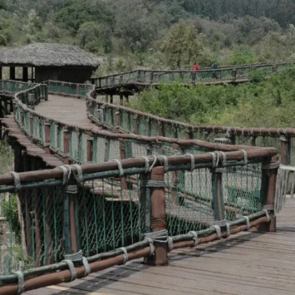 Day Tour To Giraffe Center, Elephant Trust And Nairobi Safari Walk