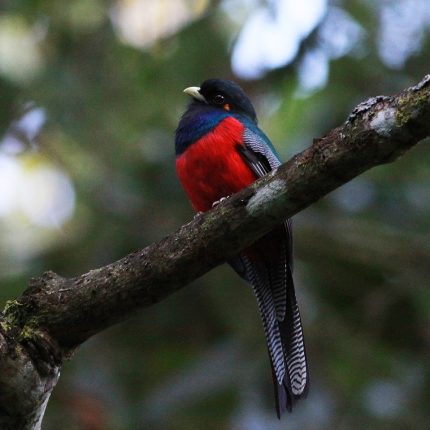 10 Days, 9 Nights Kenya Birding Experience in Masai Mara, Lake Naivasha, Lake Bogoria, Tsavo East & Amboseli – With Complimentary First Night At After 40 Nairobi Hotel And Airport Pick Up