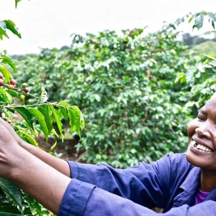 Day Tour To Fairview Coffee Farm