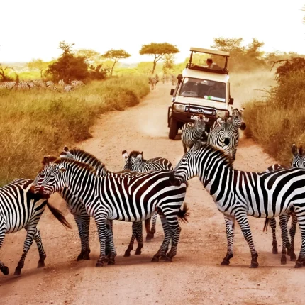 4 Days, 3 Nights Safari To Lake Manyara, Ngorongoro Crater & Serengeti National Park Using A 4wd Jeep