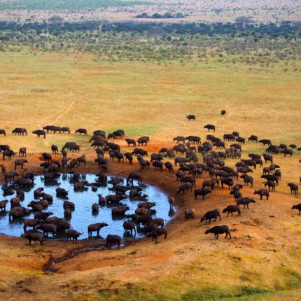 5 Days Safari To Tsavo East, Tsavo West & Amboseli Starting From Mombasa