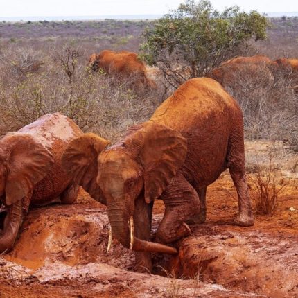 3 Days 2 Nights Safari To Tsavo East National Park From Mombasa