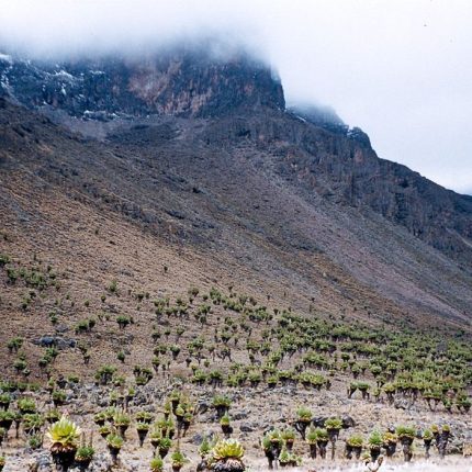 Day Tour To Mt Kenya