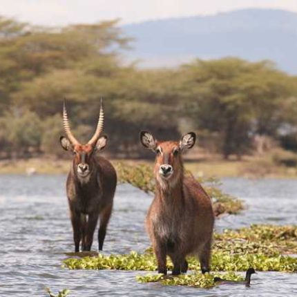 Day Tour To Lake Naivasha and Hells Gate Park