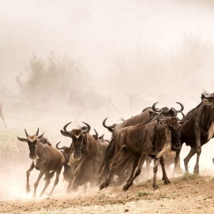 3 Days, 2 Nights Private Masai Mara Migration Safari | 4×4 Land Cruiser Jeep