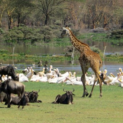 Day Tour To Lake Naivasha, Crescent Island And Hell’s Gate National Park