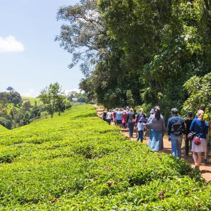 Day Tour To Kiambethu Tea Farm In Limuru