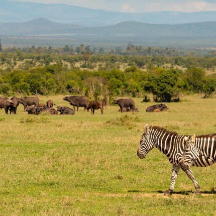 3 Days, 2 Nights Safari To Ol Pejeta Conservancy