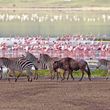 3 Days Lake Manyara, Ngorongoro Crater & Tarangire National Park Private Lodge Safari
