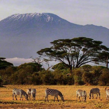 7 Days Safari to Mara, Lake Nakuru, Naivasha & Amboseli – With Complimentary First Night Accommodation At Raha Suites – With 4×4 Landcruiser Jeep