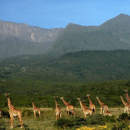 Day Tour to Arusha National Park From Arusha