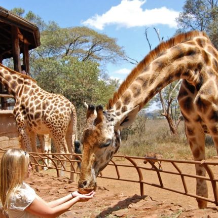 Day Tour To Giraffe Center, Elephant Project And Lunch At Carnivore