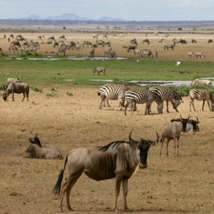 3 Days, 2 Nights Group Joining Safari To Maasai Mara From Nairobi In A 4 X 4 Land Cruiser
