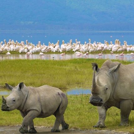 4 Days Group Joining Safari to Maasai Mara & Lake Nakuru National Park