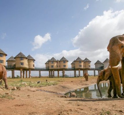 Overnight Safari To Salt Lick Safari Lodge From Mombasa Or Nairobi
