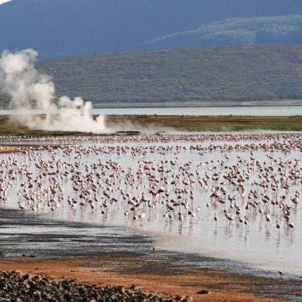 2 Days, 1 Night Flamingo Watching At Lake Bogoria And Lake Nakuru National Park
