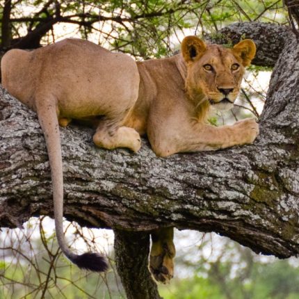 12 Days Best Of Kenya & Tanzania Safari – Complimentary First Night At Best Western Plus Westlands Nairobi Hotel & Free Airport Pick Up