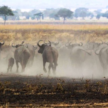 12 Days Best of Kenya & Tanzania Safari – With A Complimentary First Night At Best Western Plus Westlands Nairobi Hotel And Free Airport Pick Up