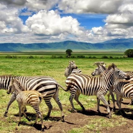 Day Tour To Ngorongoro Crater From Arusha
