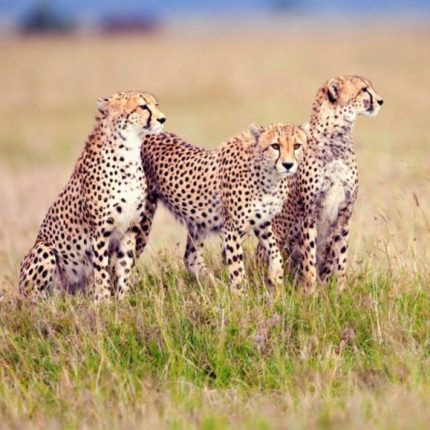 11 Days, 10 Nights Kenya And Tanzania Private Lodging Safari With A Free First Night At Best Western Plus Hotel Westlands Nairobi