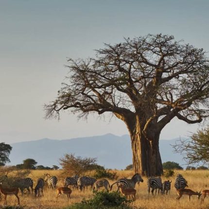 3 Days/2nights Tarangire, Ngorongoro, Lake Manyara