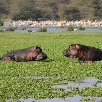 2 Days Lake Manyara and Ngorongoro Crater Safari