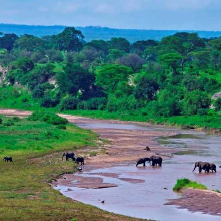 Day Trip To Tarangire National Park From Arusha