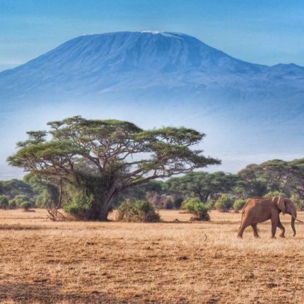 Private Day Tour To Amboseli National Park