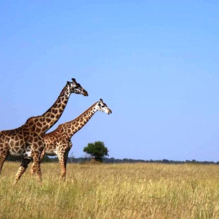 4 Days Group Joining Safari To Maasai Mara & Lake Nakuru National Park With A 4×4 Land Cruiser Jeep – With Complimentary Airport Pick Up