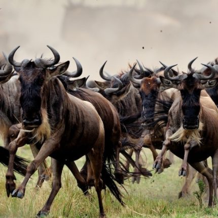 Overnight Private Safari To Maasai Mara