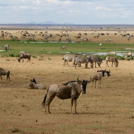 3 Days 2 Nights Group Joining Safari To Maasai Mara From Nairobi With Free Airport Pickup