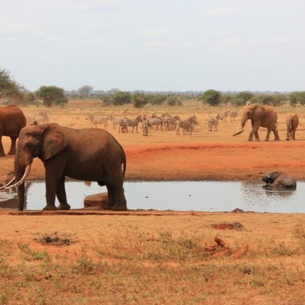 Full-Day Private Tour Of Tsavo East National Park From Mombasa