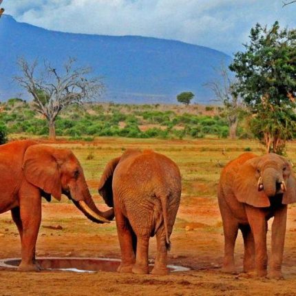 3 Days, 2 Nights Safari to Tsavo East From Nairobi