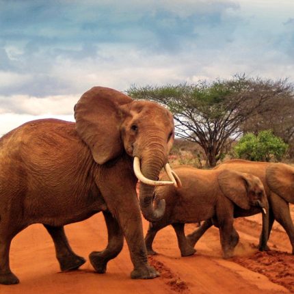 Full Day Group Joining Tour Of Tsavo East National Park From Mombasa/Kilindini Harbour