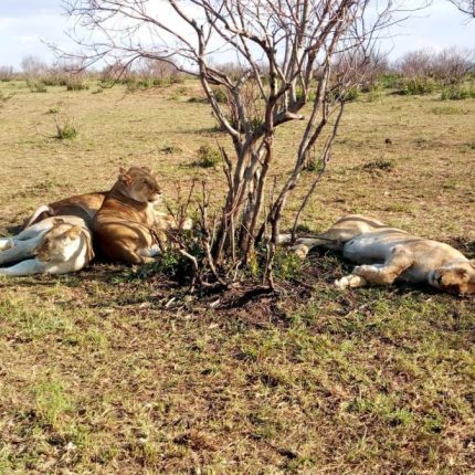 Overnight Safari To Tsavo East From Mombasa, Diani Or Nairobi