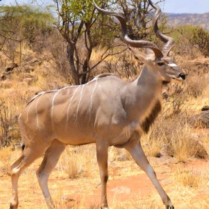 7 Days Safari Package to Masai Mara, Lake Nakuru, Naivasha/Hell’s Gate & Samburu – With Complimentary Night At After 40 Hotel in Nairobi & Airport Pick Up